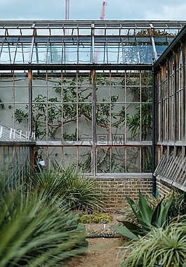 温室,植物,自然