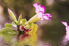 花,技术,他