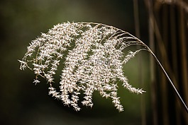 性质,植物,鸡毛掸子