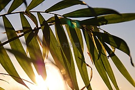 palmtree,太阳,植物