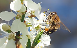 昆虫,厂,性质