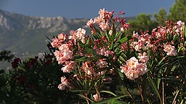 节假日,黑山,花