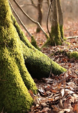 泡沫,树,行李箱