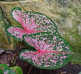 花叶芋,叶子,花园