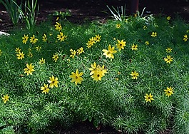 金鸡菊verticillata,tickseed,花
