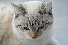 猫,头猫,猫的耳朵