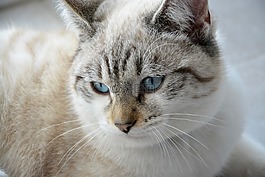 猫,年轻的猫,头