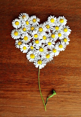 雏菊,心脏,菊花心脏