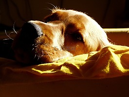 狗,动物,可卡犬