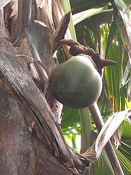 coco de mer,椰子,塞舌尔
