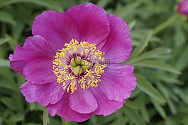 五旬节,牡丹,五月