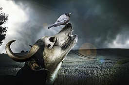 狗,号角,新增功能