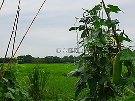 植物,丝瓜,雨后