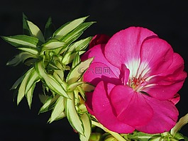 花,肉豆蔻,阳台的花