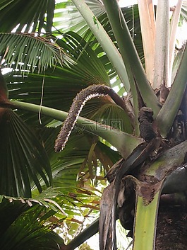 coco de mer,男性,花序