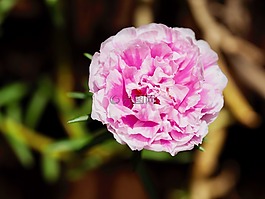 花,花卉,靓丽