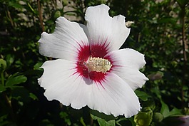 花,花园,大花ibyšku