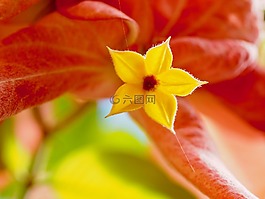 花,花卉,靓丽