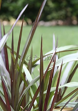 植物区系,户外,植物