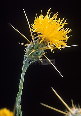 yellowstar 水飞蓟,杂草,金 starthistle