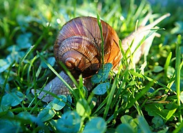 蜗牛,壳,蜗牛壳