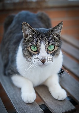 小猫背景图片 小猫背景素材 小猫背景模板免费下载 六图网