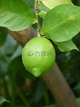 limone,科,性质