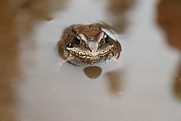 青蛙,眼睛,手表