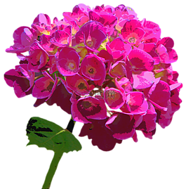 八仙花,开花,花