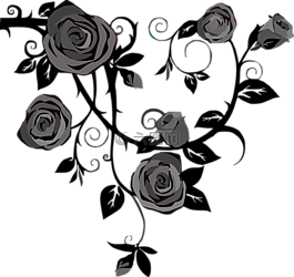 玫瑰,鲜花,灰色