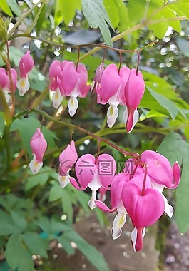 出血,心,花