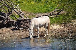 马,河,水