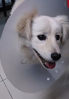 可爱,白色,狗狗