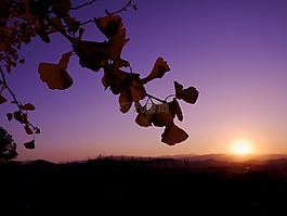 银杏树,日落,天空