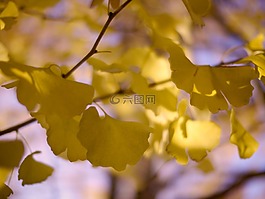 银杏树,黄,木材