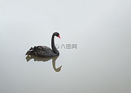 黑天鹅,水禽,天鹅