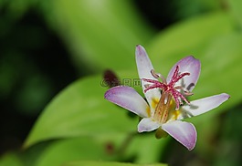 花,粉红色,粉红色的花