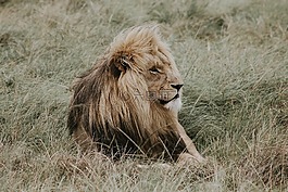 狮子,nala,狮子王