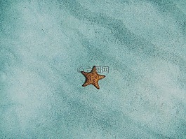 海星,沙,桑迪
