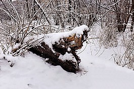 冬天,黄昏,黑