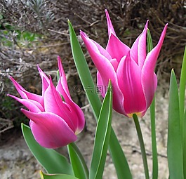 郁金香,粉色,花卉