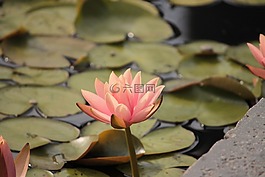 礼来垫,礼来公司,花