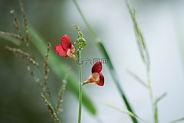 花,红