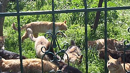 猫,库尔特,futtersuche