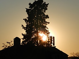 逆光,日落,树