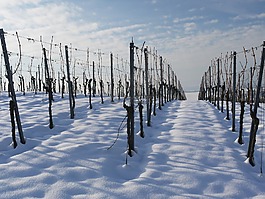 葡萄园,冬天,雪