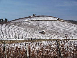 葡萄园,冬天,雪