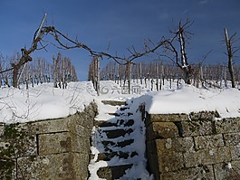葡萄园,冬天,雪