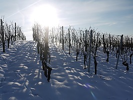 葡萄园,冬天,雪