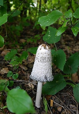 schopf 腿蘑,蘑菇,鸡腿菇